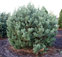 Pinus sylvestris Watereri