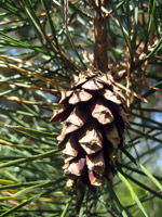 Pinus sylvestris