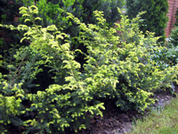 Taxus baccata Repandens