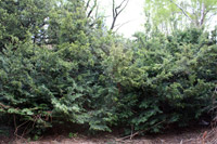 Taxus baccata