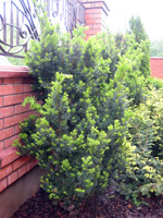 Taxus х media Hicksii