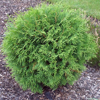 Thuja occidentalis Globosa