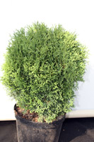 Thuja occidentalis Little Gem