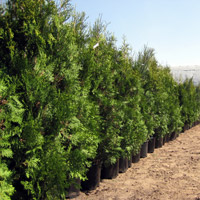 Thuja occidentalis Brabant