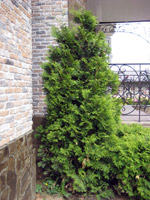 Thuja occidentalis Columna