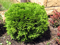 Thuja occidentalis Danica