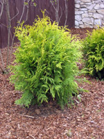 Thuja occidentalis Golden Globe