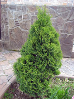 Thuja occidentalis Holmstrup