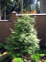 Thuja occidentalis Kornik