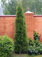 Thuja occidentalis Smaragd