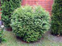 Thuja occidentalis Woodwardii