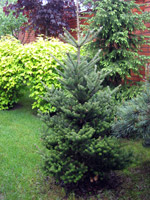 Abies koreana