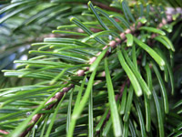 Abies sibirica