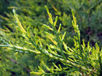 Juniperus chinensis Kuriwao Gold