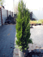 Juniperus chinensis Spartan