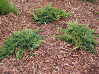 Juniperus horisontalis Prince of Wales