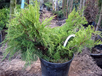 Juniperus media (chinensis) Pfitzeriana Aurea