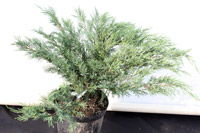 Juniperus sabina Broadmoor