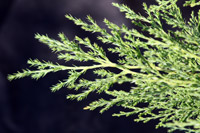 Juniperus sabina Rockery Gem