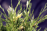 Juniperus sabina Variegata