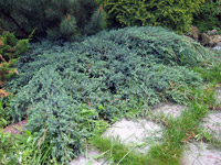 Juniperus squamata Blue Carpet