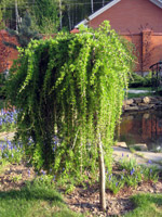 Larix decidua Pendula