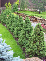 Picea glauca Conica