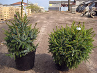 Picea omorika Nana