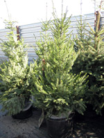 Picea omorika