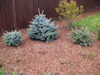 Picea pungens Glauca Globosa