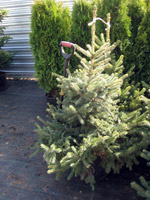 Picea pungens glauca