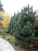 Pinus nigra