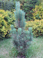 Pinus sytvestris Fastigiata
