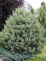 Pinus sylvestris Watereri