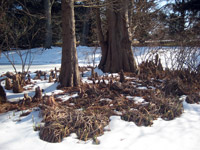 Taxodium distichum