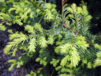 Taxus baccata Repandens