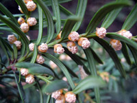 Taxus baccata