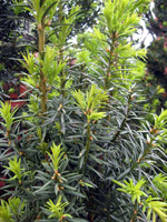 Taxus х media Hicksii