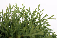 Thuja occidentalis Little Gem