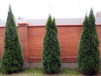 Thuja occidentalis Smaragd