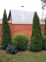 Thuja occidentalis Woodwardii