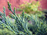 Juniperus sabina Tamariscifolia