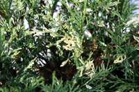 Juniperus sabina Variegata