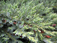 Juniperus squamata Blue Carpet