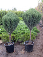 Juniperus virginiana Skyrocket