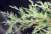 Juniperus virginiana Grey Owl