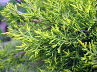 Juniperus media (chinensis) Old Gold