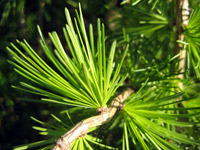 Larix decidua