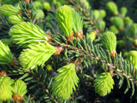 Picea abies Nidiformis