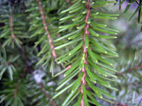 Picea omorika